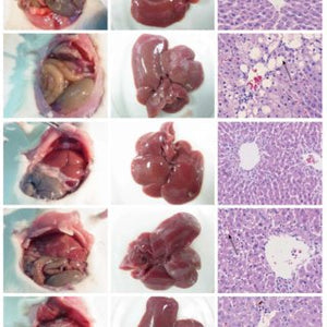 DICTAMNI™ - POMADA PARA ELIMINAR LAS HEMORROIDES